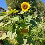 Wildkraut's Kraeuter- Und Alpakabauernhof 公寓