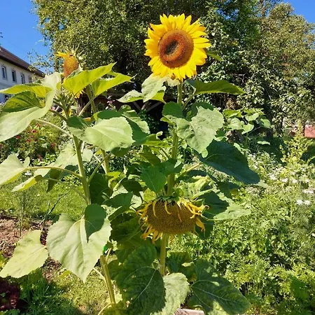 Wildkraut's Kraeuter- Und Alpakabauernhof Appartamento