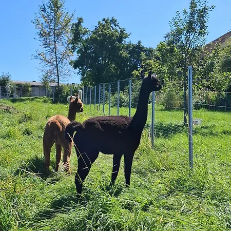Wildkraut's Kraeuter- Und Alpakabauernhof Kremsmünster
