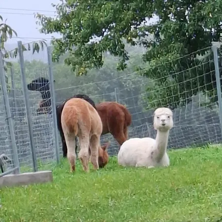 Daire Wildkraut's Kraeuter- Und Alpakabauernhof Kremsmünster