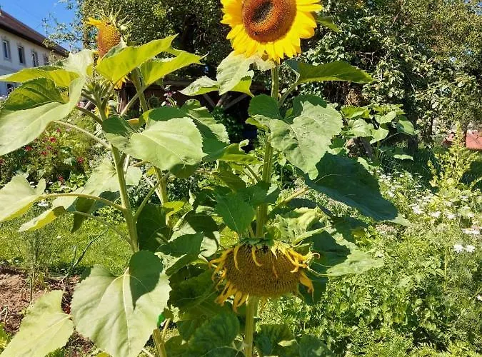 Wildkraut's Kraeuter- Und Alpakabauernhof Daire