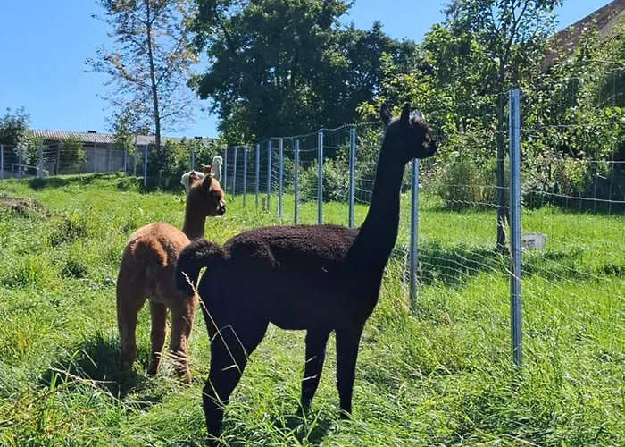 Wildkraut's Kraeuter- Und Alpakabauernhof Kremsmünster