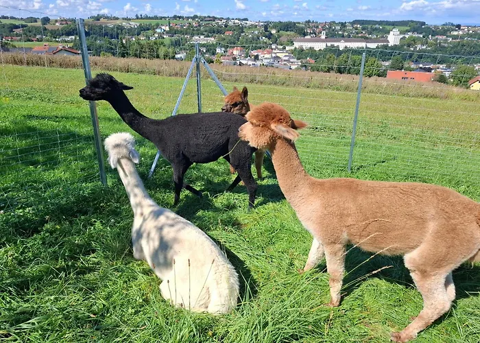 Wildkraut's Kraeuter- Und Alpakabauernhof Daire