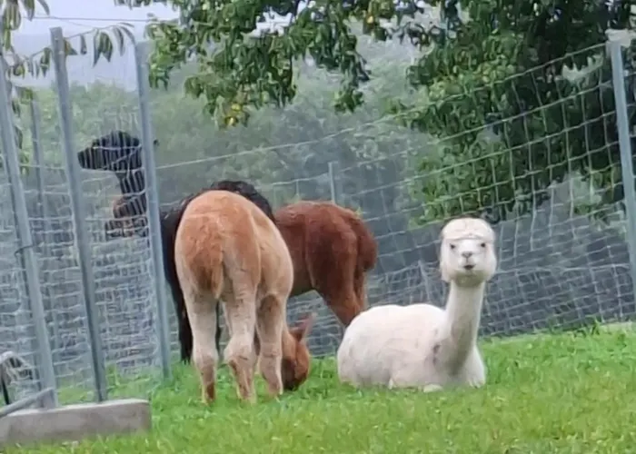 Daire Wildkraut's Kraeuter- Und Alpakabauernhof Kremsmünster